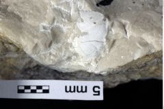 Foto (Detailansicht) von Decapoda indet. (NHMW-GEO-1990-0041-0383)